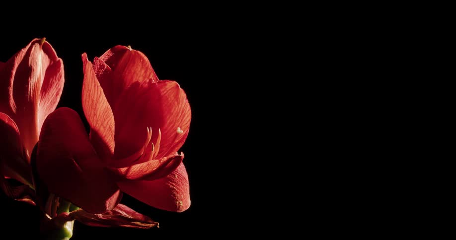 A red flower is displayed at night