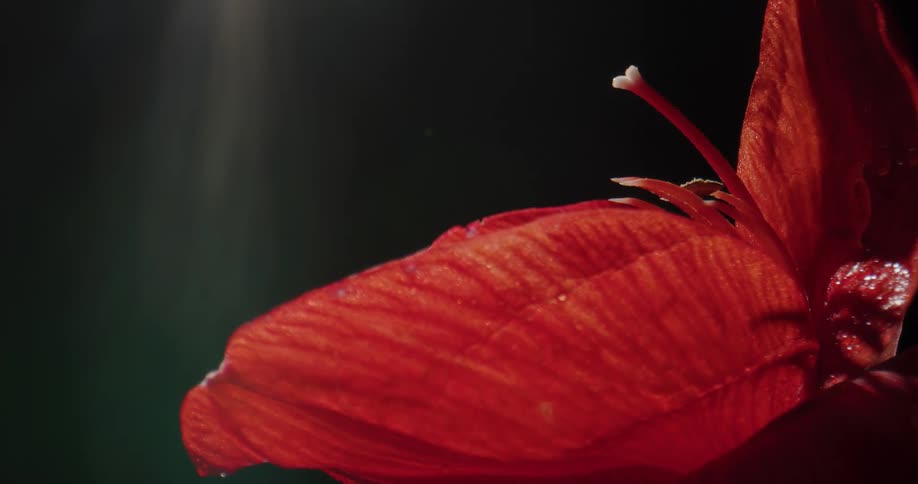 A close up of a red flower and its petals