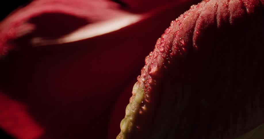A close up of droplets on a flower