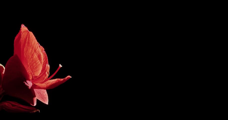 A red flower in front of a black background