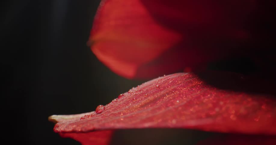 A close up of a rose