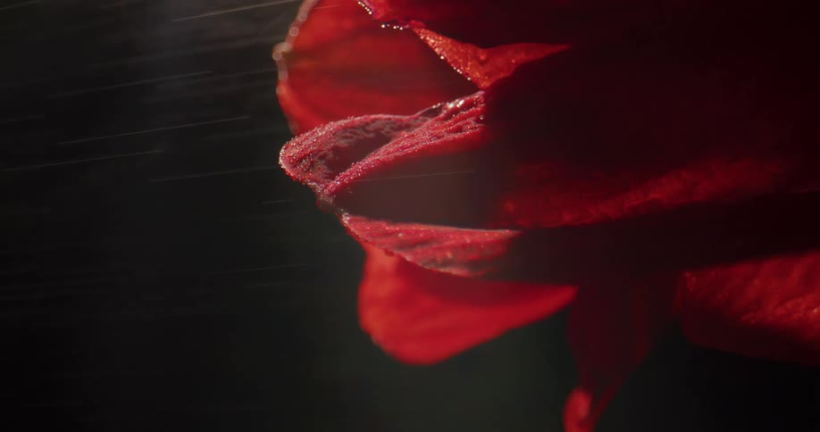 Water is sprayed on a red flower being held sideways