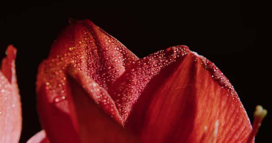 Dew on a flower petal