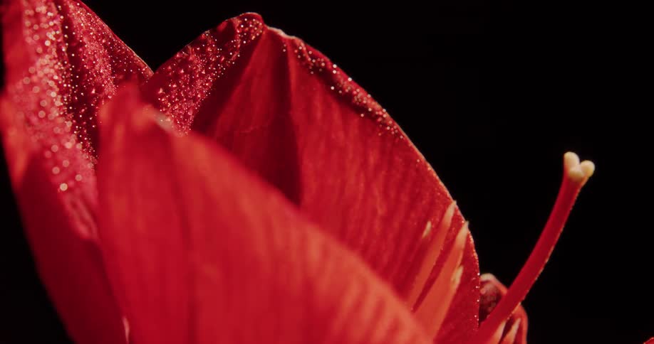 A red flower turning against a black background