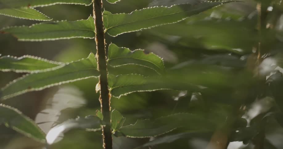 Close up of green leaves on branches