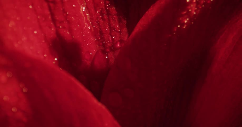 A close up view of a red flower is displayed