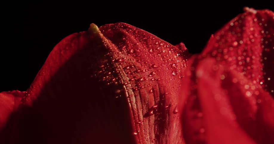 Two red flowers covered in dew orbit and spin in opposite directions