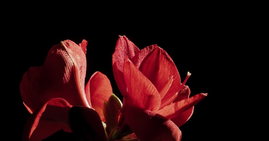 A red flower with a black background