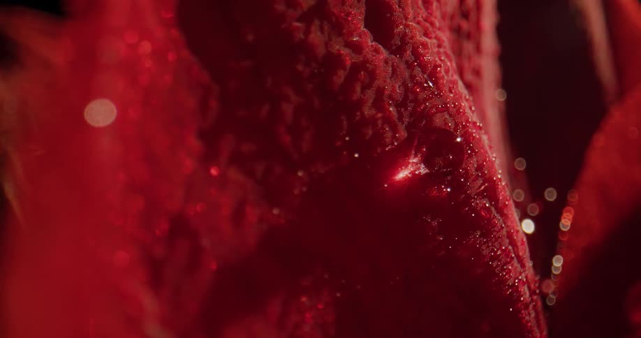 A flower petal with dew on it