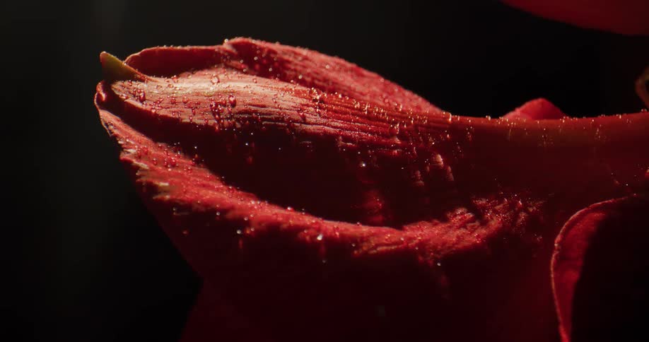 The light reflects off the wet flower