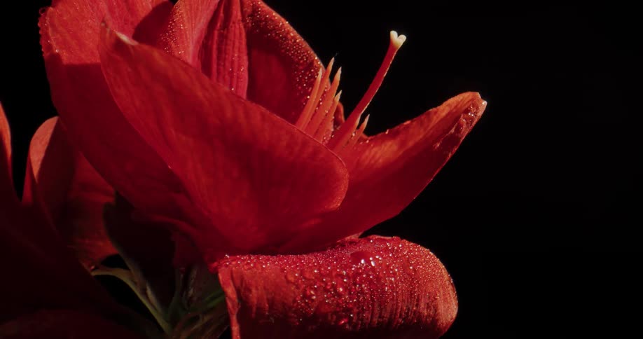 A close up of a rose