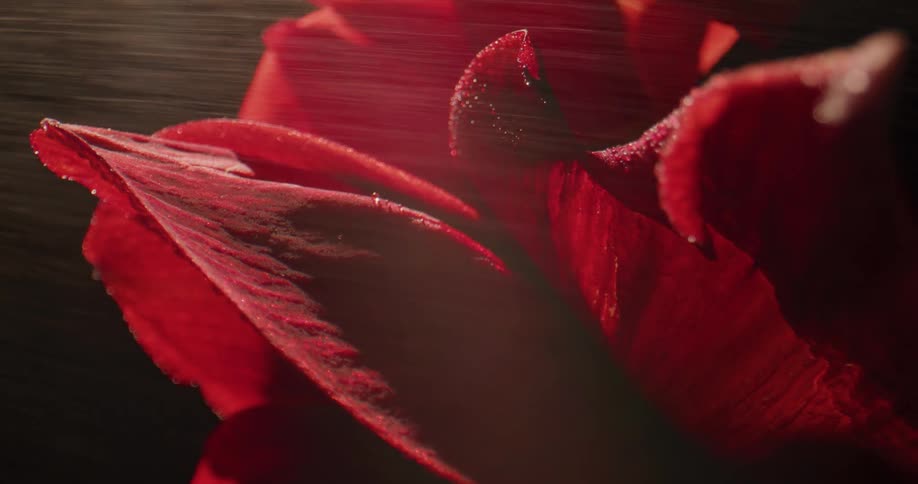 Rain falling on flower petals