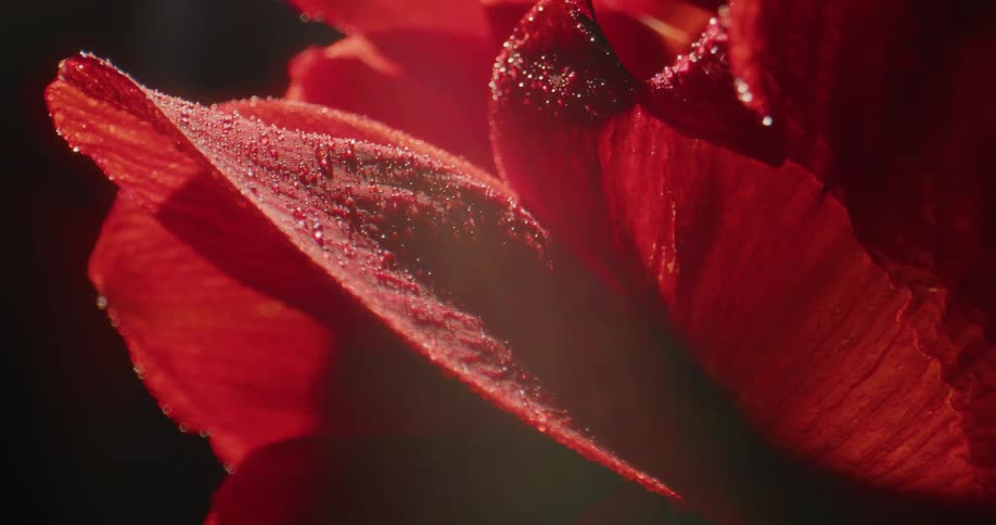 A flower rotating in front of a camera