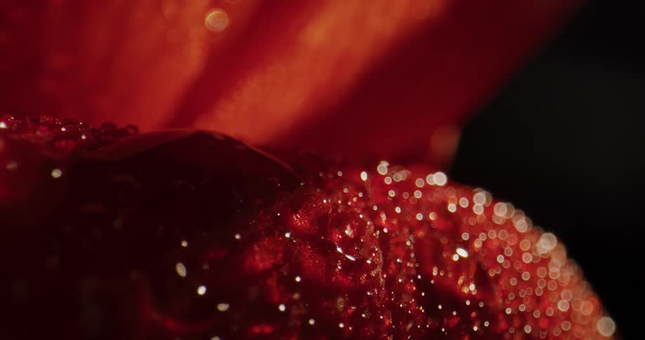 Drops of dew cover the outer petals of a red flower