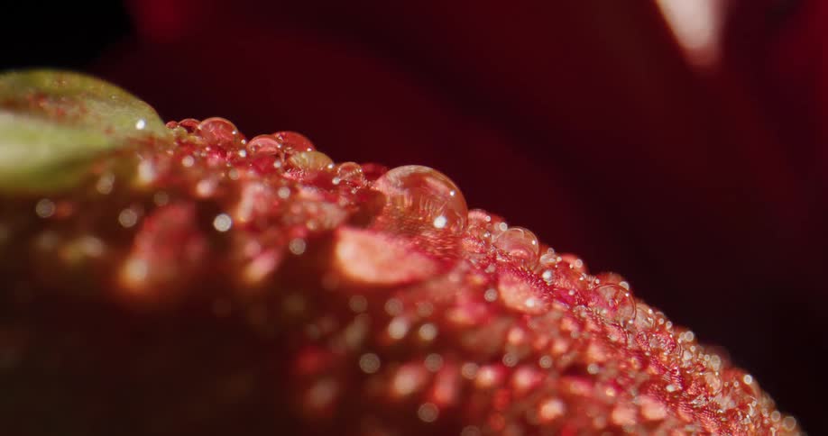 A smooth surface is covered with countless small droplets of water
