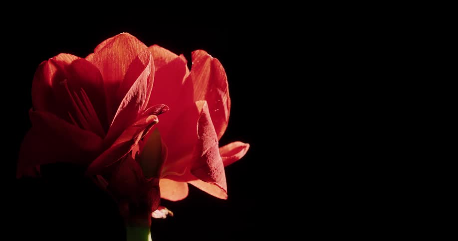 A red flower is being turned against a black background
