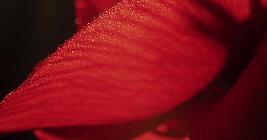 Close up of water droplets on the surface of the red petals of a flower