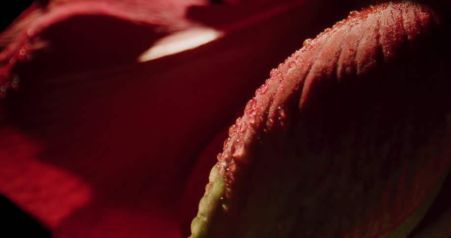 A close up of a red flower with the petals covered in water droplets