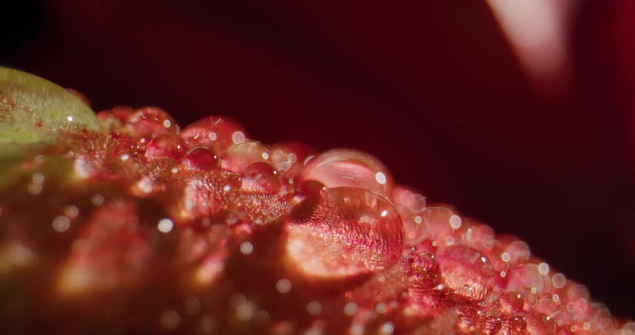Water droplets are covering the flower