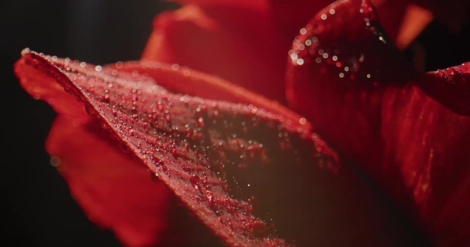 Close up of the water dropplets on the surface of the red petals of a flower