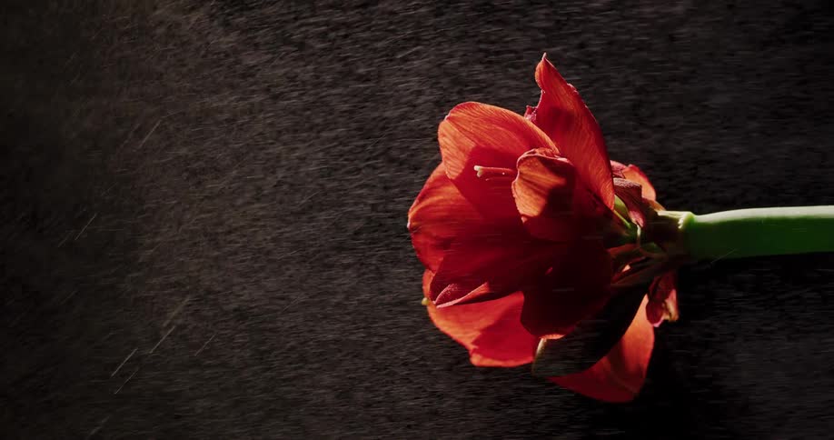 A flower is getting rained on outside at night
