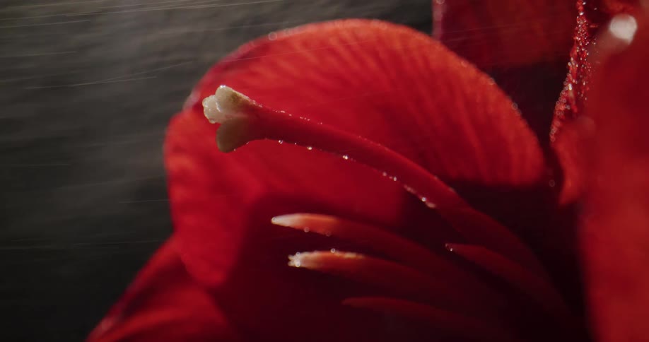 Water being sprayed on a rose