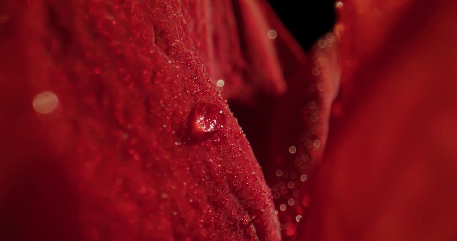 A dew droplet is falling off a flower petal