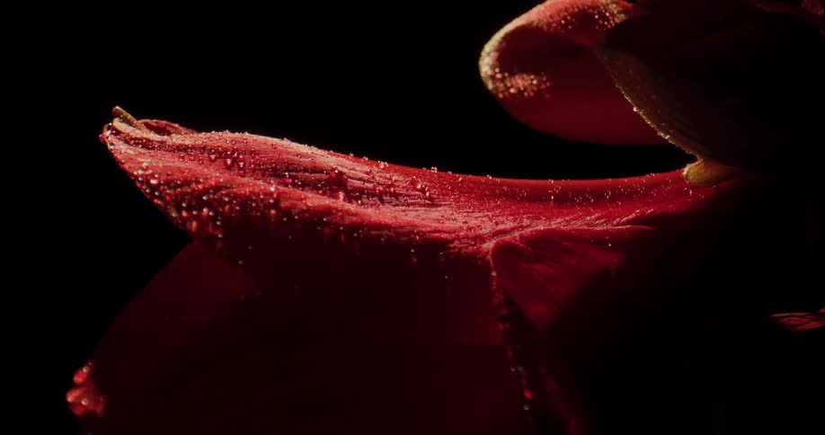A macro view of a flower petal rotating