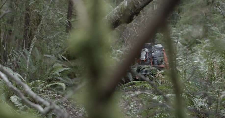 Two people hiking in a forest