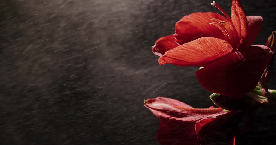 A red flower rotates as liquid is sprayed on it against a black background