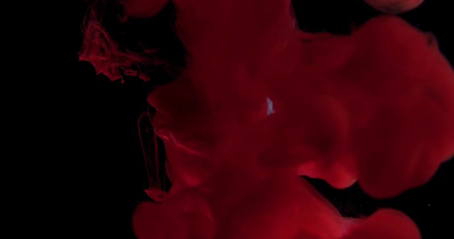Jets of bright blue and red liquid ink flowing over a submerged white rose