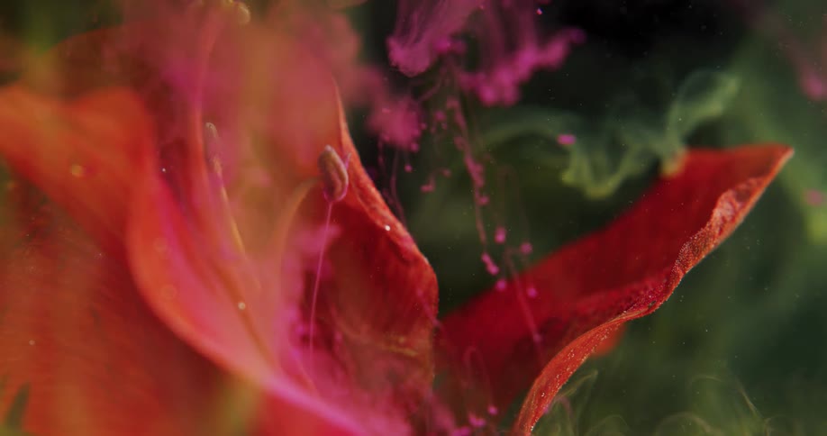 A close up of a flower