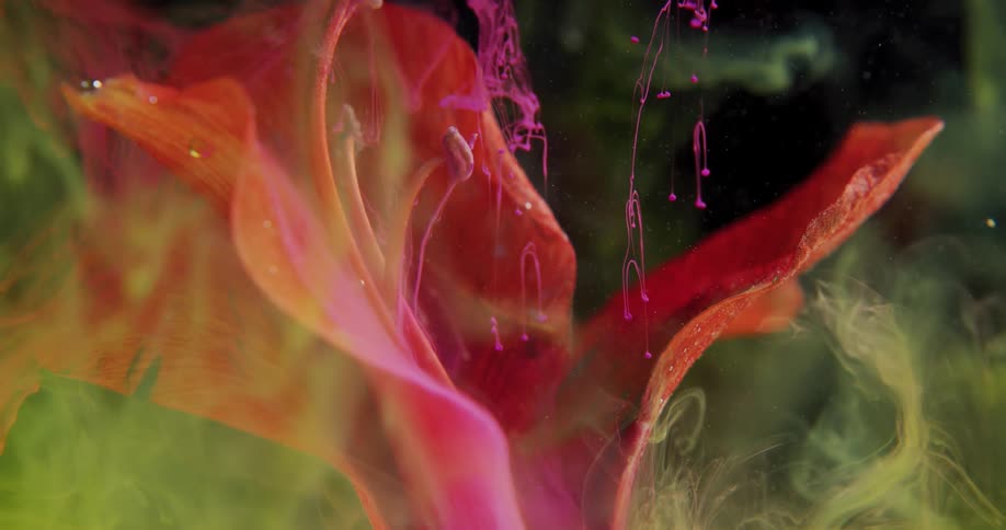 Pink dye floats down toward a flower in clouds of yellow and green