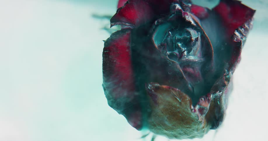 A rose that is going black in the middle