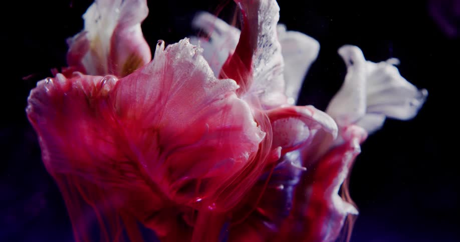 White pink and black colors that look like a flower underwater with paint