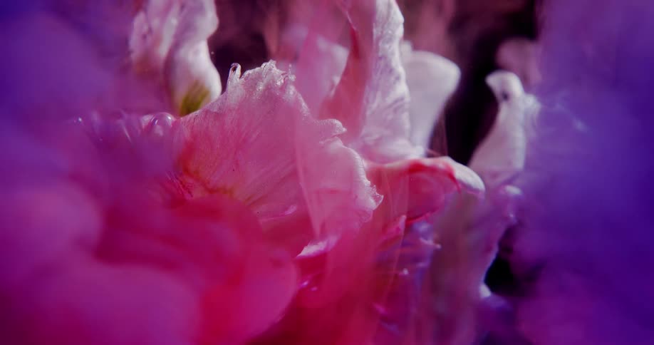 Clouds of color cover a floating flower against a black background