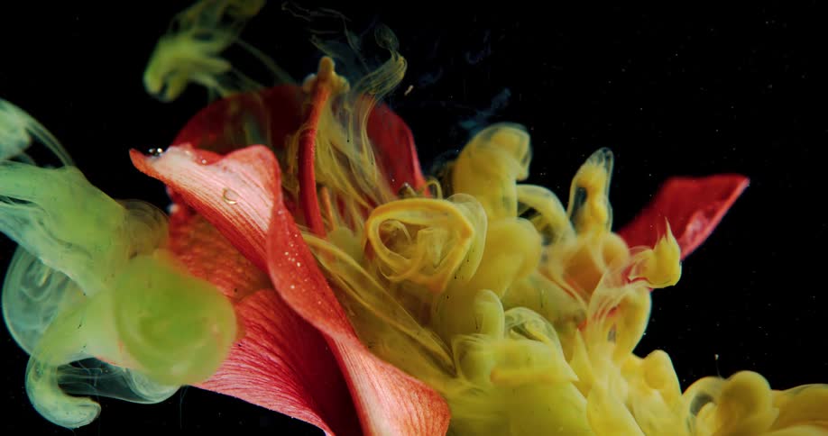 Bright yellow and green liquid ink shot over a submerged red flower