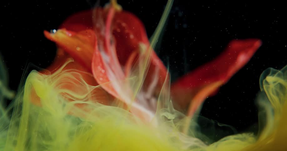 Liquid dye rising above a flower