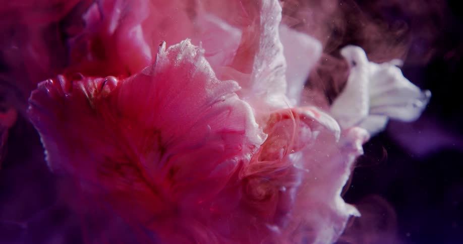Pink purple and black colors that look like a flower and paint underwater