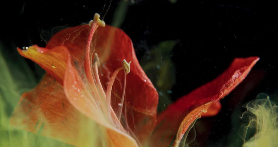A flower is displayed outdoors at night