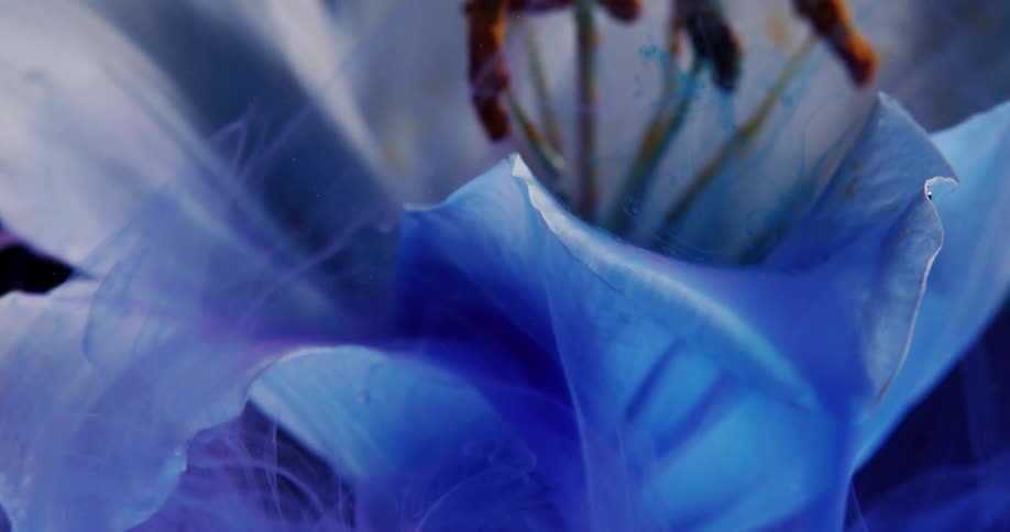 Bright blue ink floating around the white petals of a submerged flower