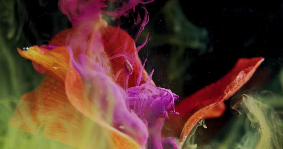 Purple liquid is poured over an orange flower against a black background