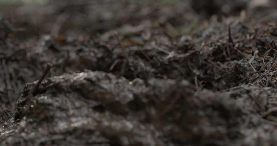 Close up of a booted foot stepping in mud