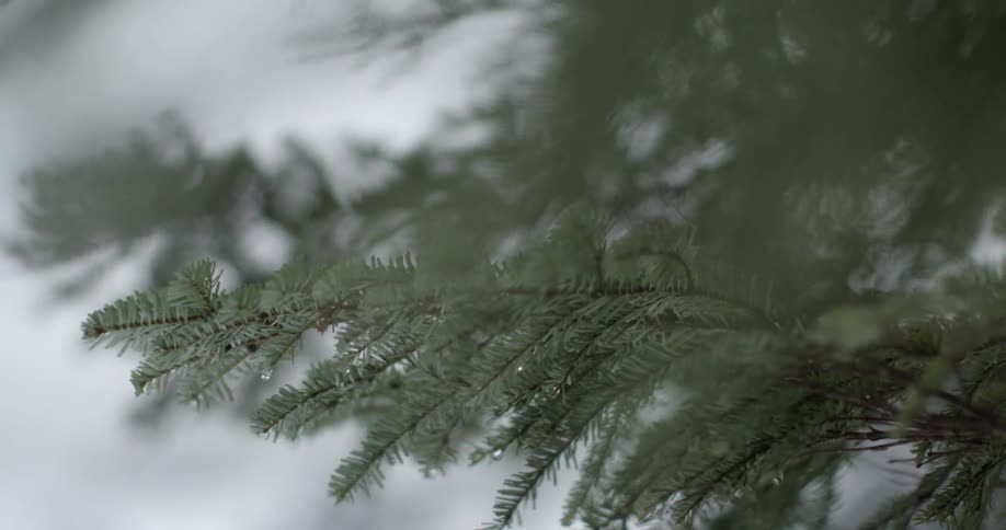 Branches of a pine tree with snow in the background