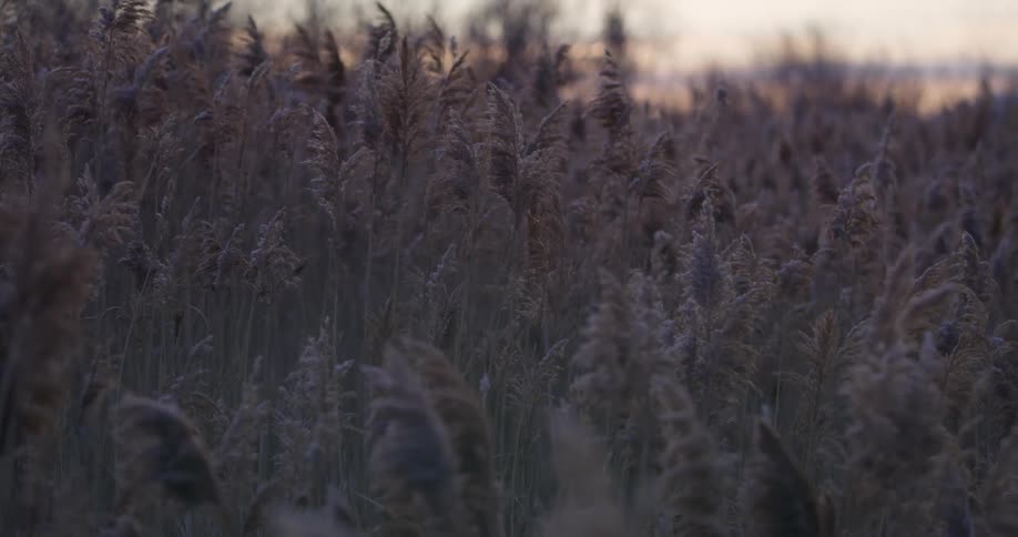 Plants and tall grass gently moving in the breeze