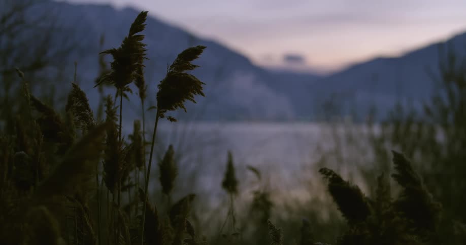 Plants with leaves blowing in the wind with a mountain range the sky and clouds in the background