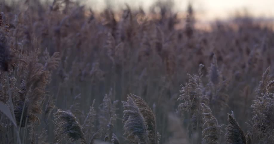 Plants and tall grass moving in the breeze