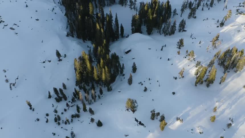 Aerial view of a snow covered pine tree forest in the morning