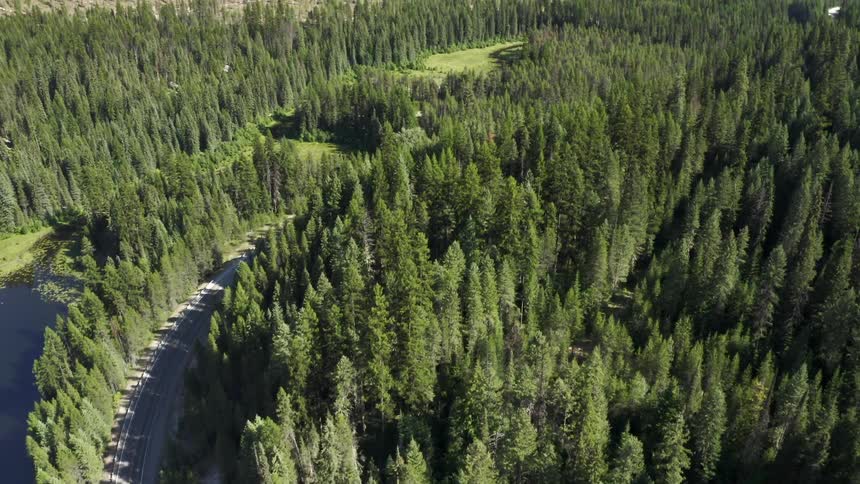 A narrow road winds it way through a heavily forested area on a sunny day