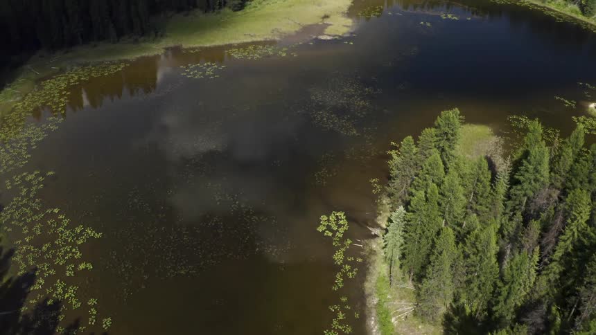 Aerial shot of a small river in a forest